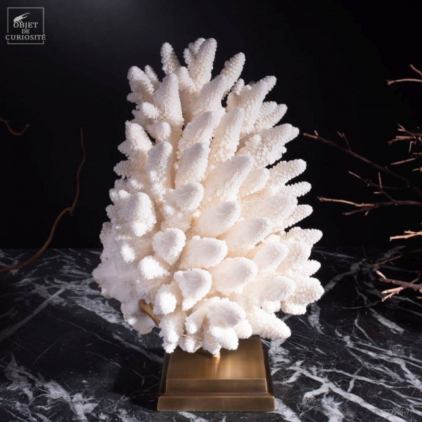 Corail blanc Finger ACROPORA HUMILIS...