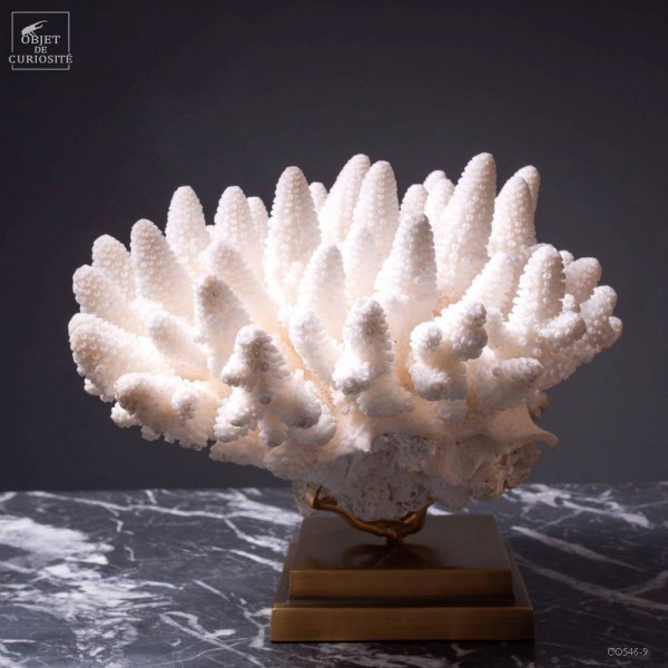 Corail blanc Finger ACROPORA HUMILIS...