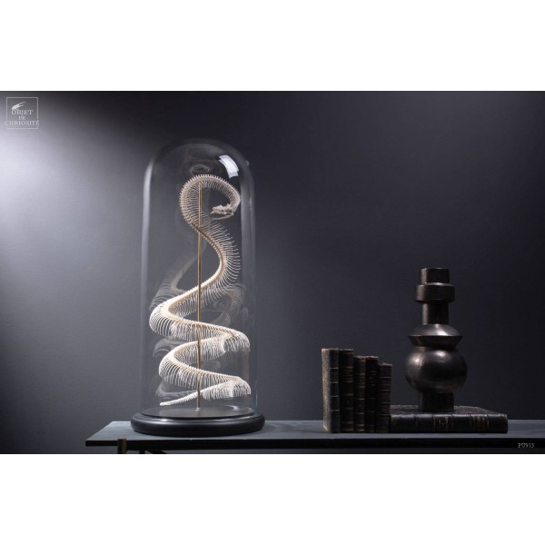 Squelette de Python Molurus Bivittatus