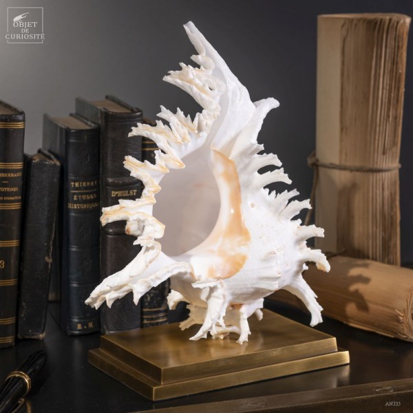 Giant shell Murex on brass base