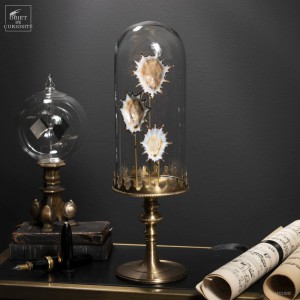 Trio de patelles (Afrique...