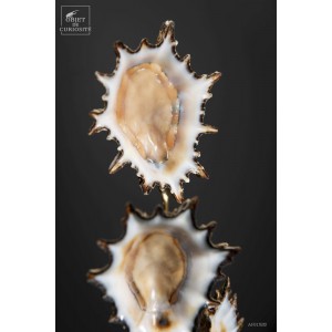 Trio de patelles (Afrique... 2