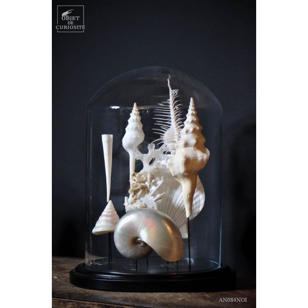 Coquillages de mariée sous globe(8)...