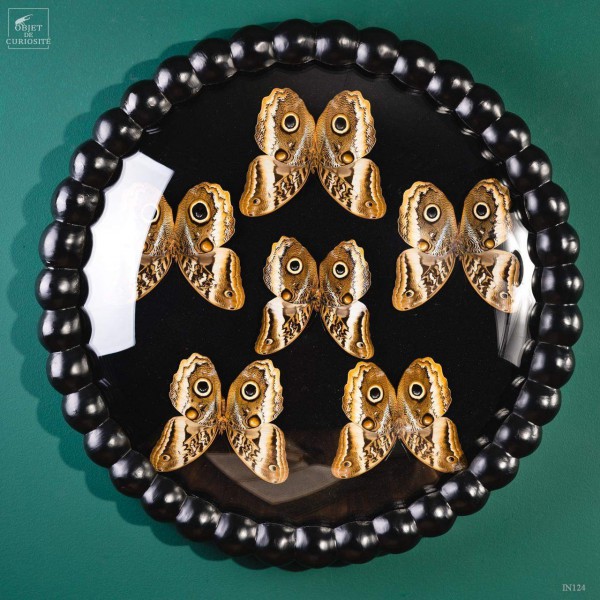 6 CALIGO ATREUS butterflies,in black...