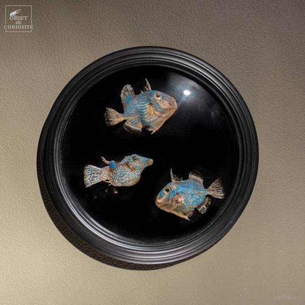 3 poissons d'aquarium, taxidermisés...