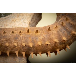 Spiky semi-un-ronned amonite 2