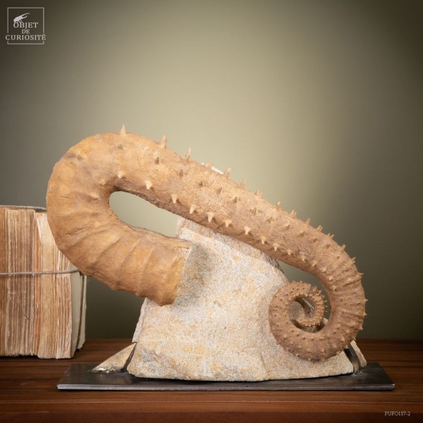 Ammonite déroulée à pics support laiton