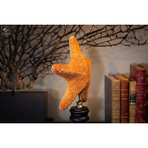Starfish on wooden base 2