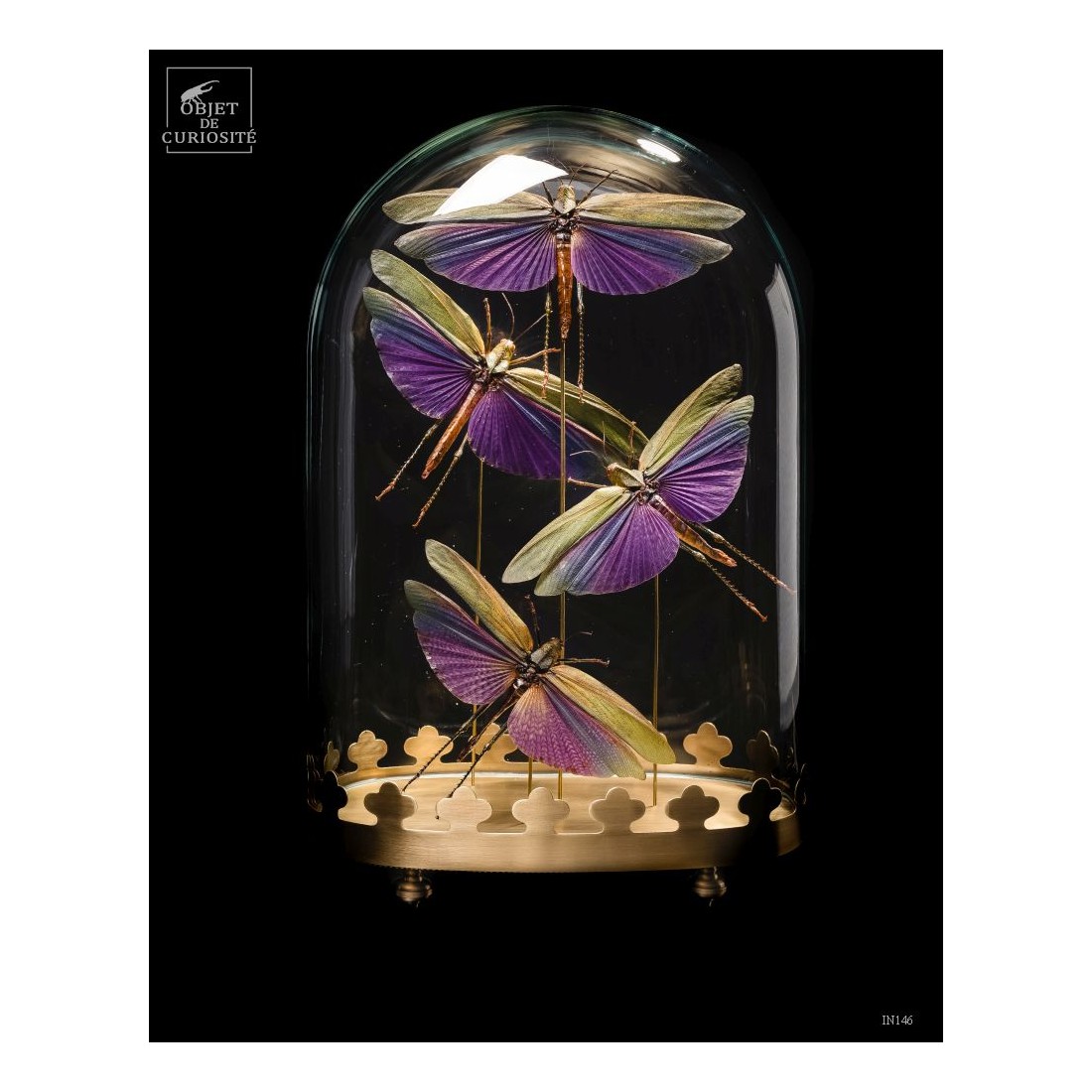 4 criquets VIOLETS (Guyane) sous... 4 criquets VIOLETS (Guyane) sous...