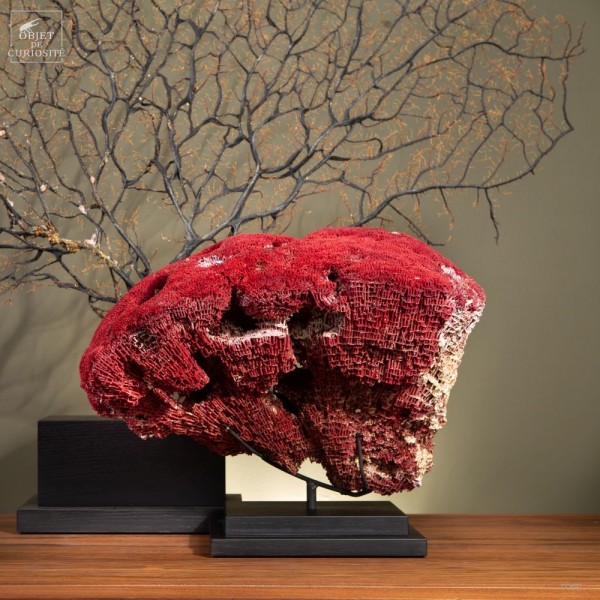 Corail rouge TUBIPORA MUSICA sur base...