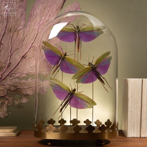 4 criquets VIOLETS (Guyane) sous... 4 criquets VIOLETS (Guyane) sous...