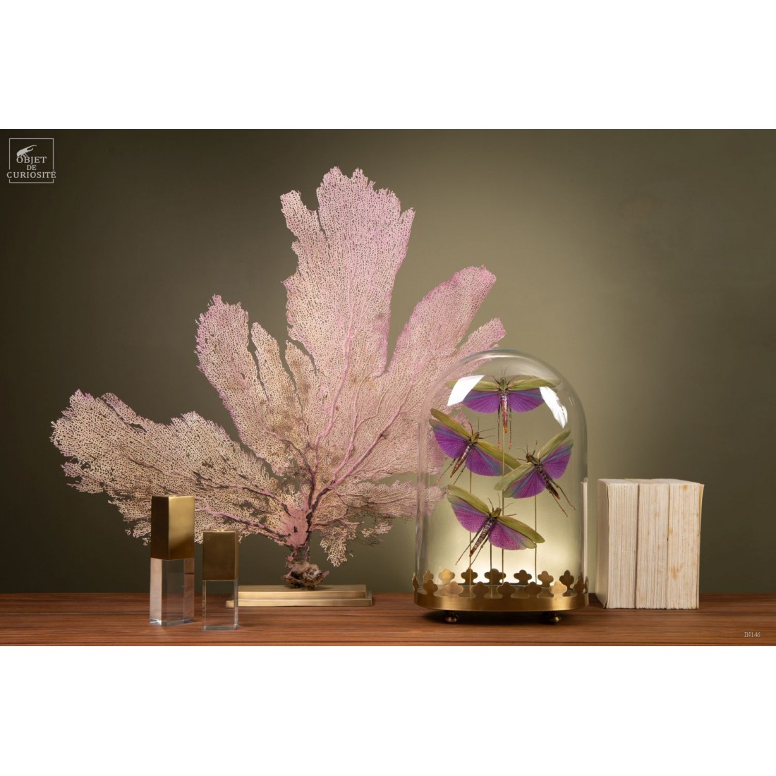 4 criquets VIOLETS (Guyane) sous... 4 criquets VIOLETS (Guyane) sous...