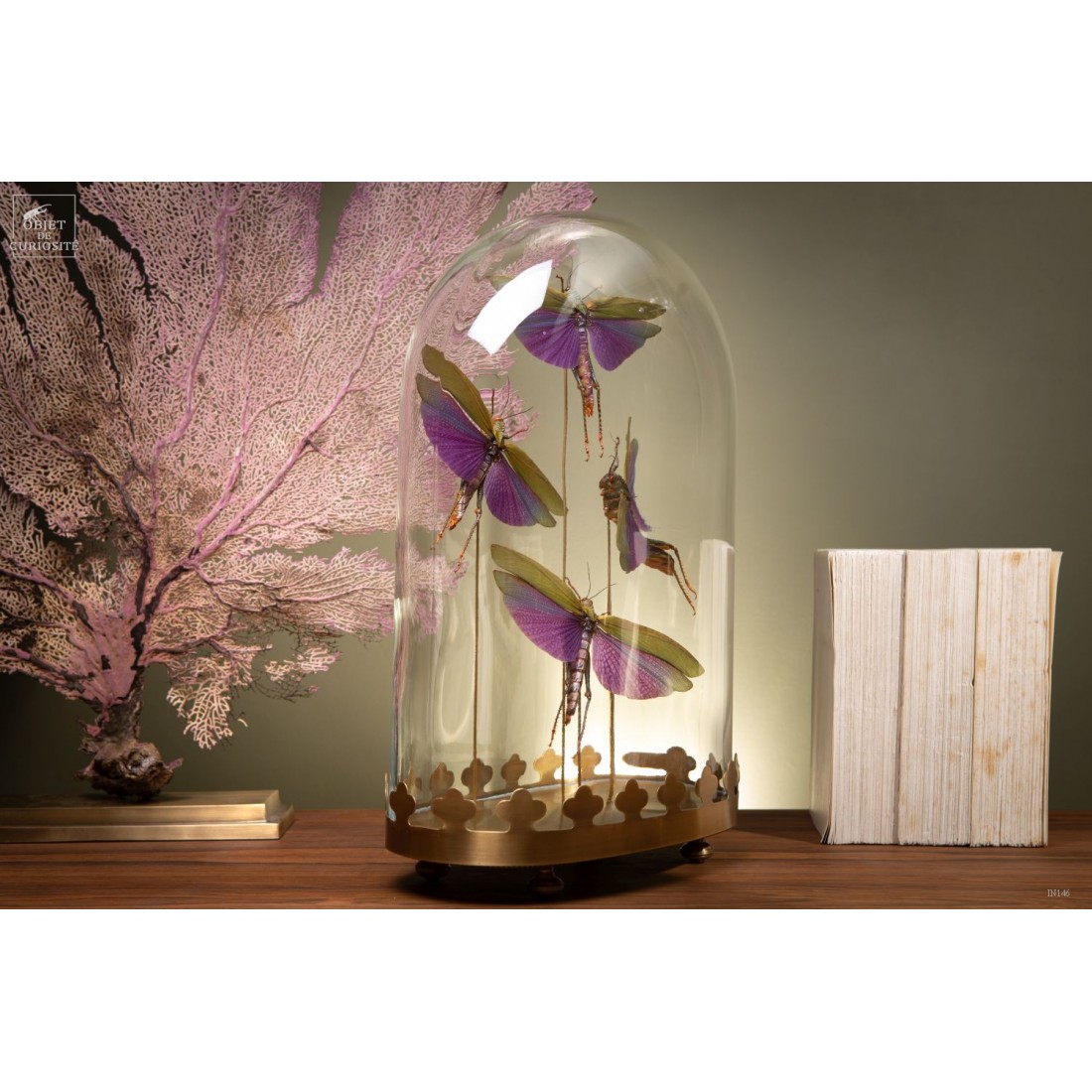 4 criquets VIOLETS (Guyane) sous... 4 criquets VIOLETS (Guyane) sous...