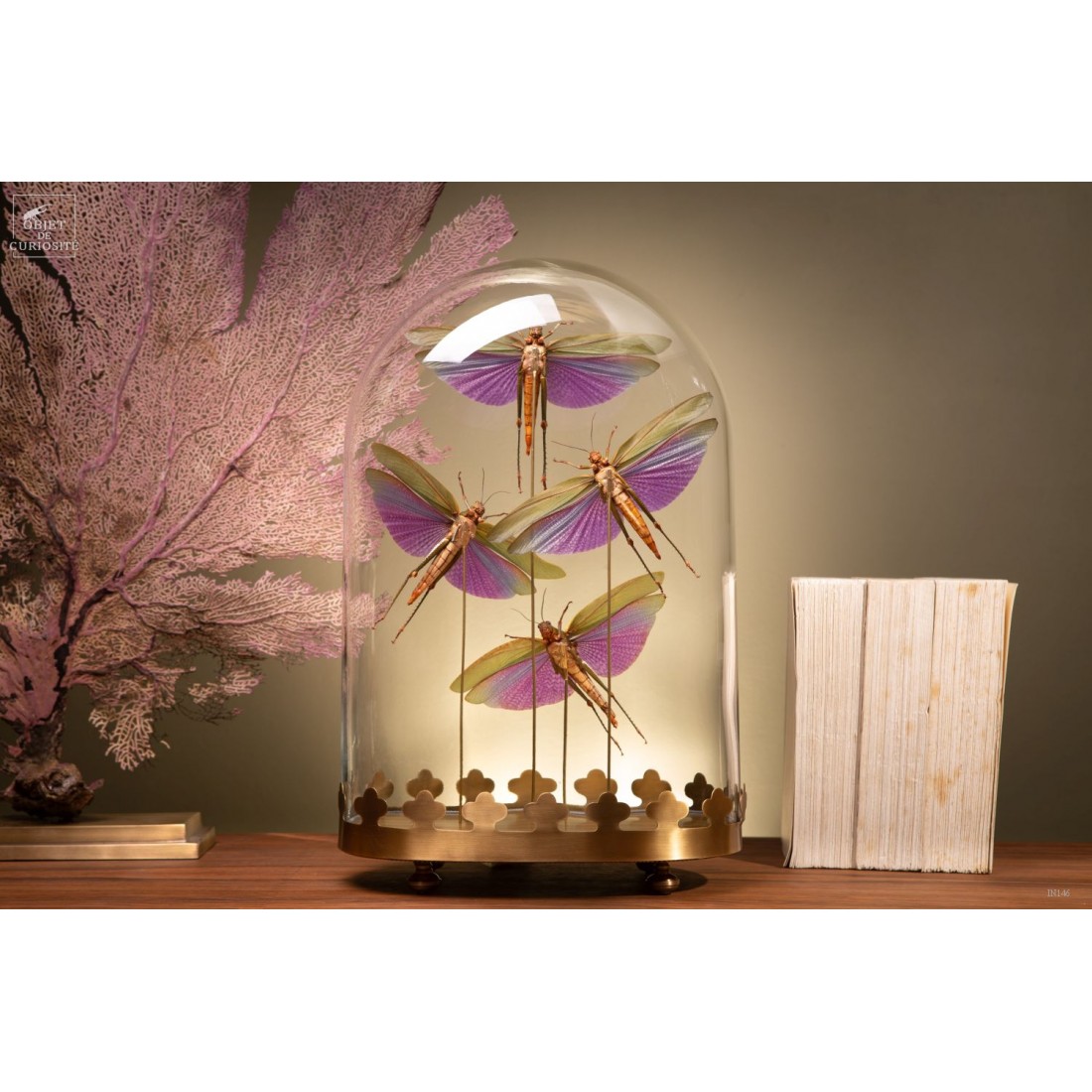 4 criquets VIOLETS (Guyane) sous... 4 criquets VIOLETS (Guyane) sous...