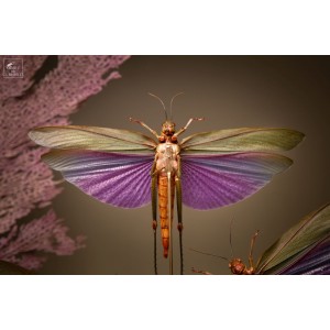 4 purple Locust under oval... 2