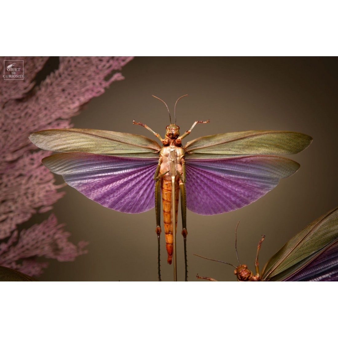 4 criquets VIOLETS (Guyane) sous... 4 criquets VIOLETS (Guyane) sous...