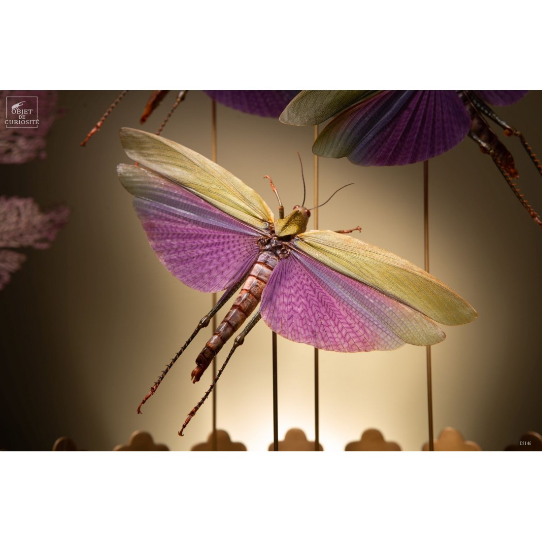 4 criquets VIOLETS (Guyane) sous... 4 criquets VIOLETS (Guyane) sous...