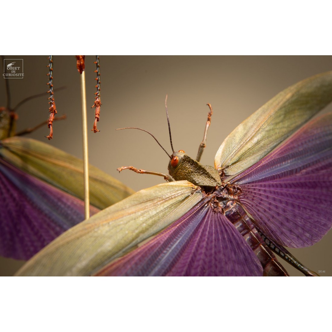 4 criquets VIOLETS (Guyane) sous... 4 criquets VIOLETS (Guyane) sous...