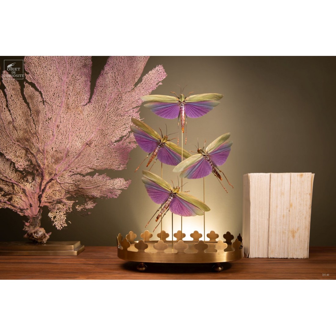 4 criquets VIOLETS (Guyane) sous... 4 criquets VIOLETS (Guyane) sous...