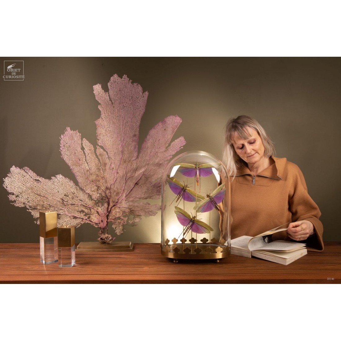 4 criquets VIOLETS (Guyane) sous... 4 criquets VIOLETS (Guyane) sous...