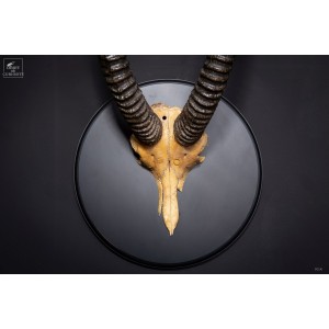 Roan Antelope horns trophy 2