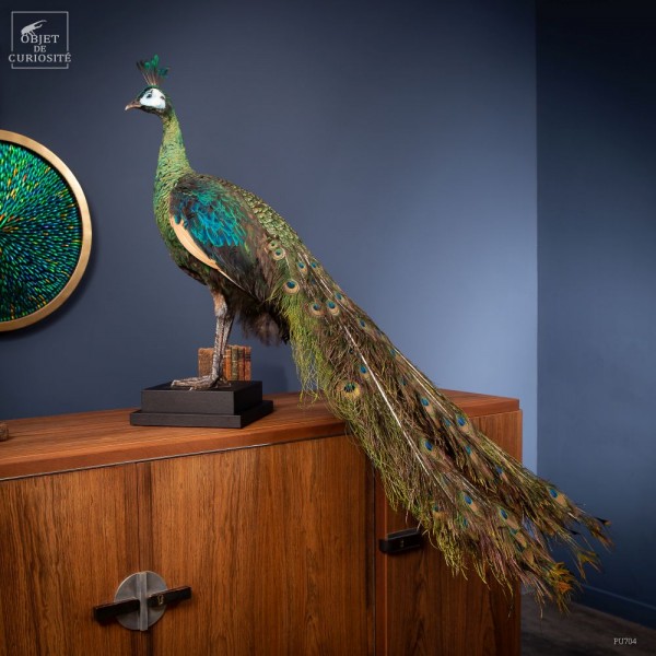 Peacock with purple sheen on black oak.
