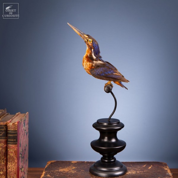 Taxidermy of eurasian Kingfisher