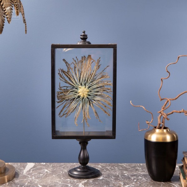 Etoile de mer plume dans boite sur pied