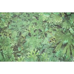 Rouleau JUNGLE D'ALGUES... 2