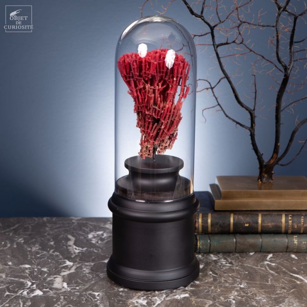 Red coral TUBIPORA MUSICA under glass...