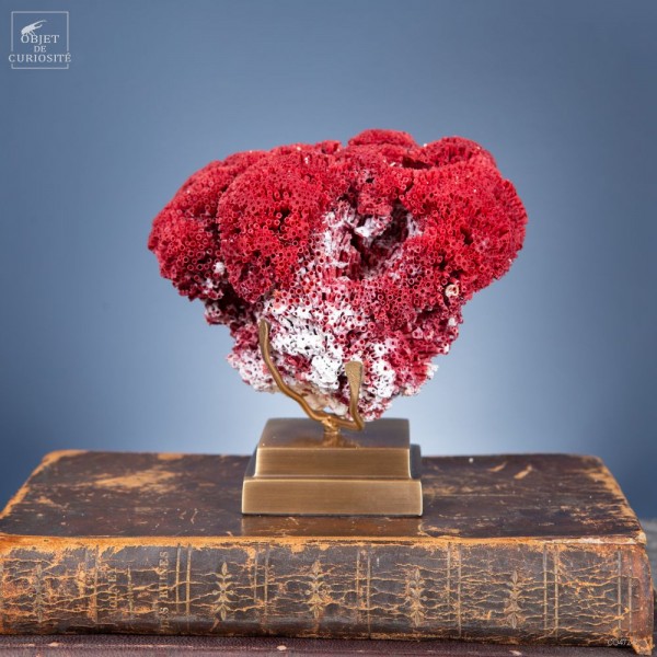 Red coral TUBIPORA MUSICA