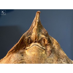 4 Stuffed ray in capsule glass 2