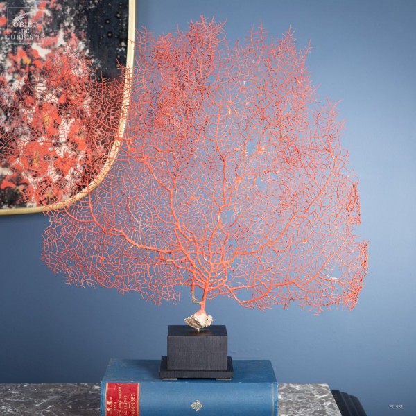 Bright red gorgonian on black base