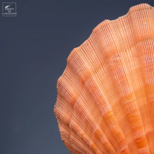 Orange scallop shell... 2