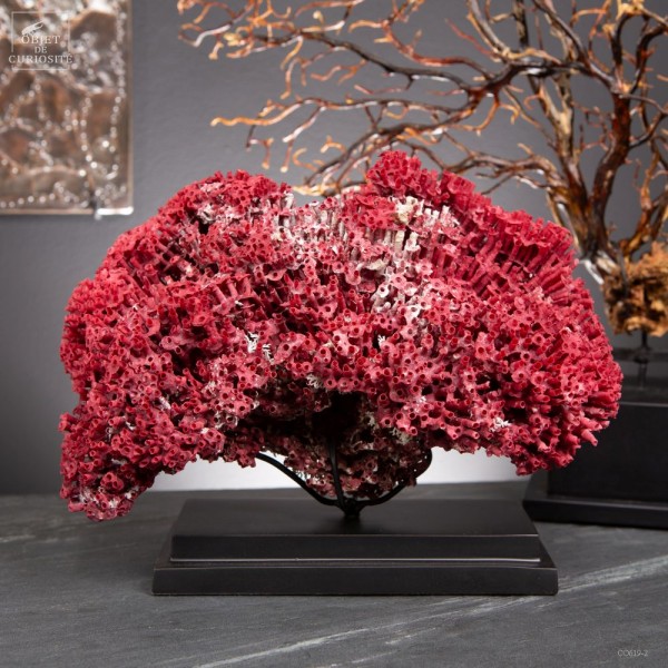 Red coral TUBIPORA MUSICA on black base