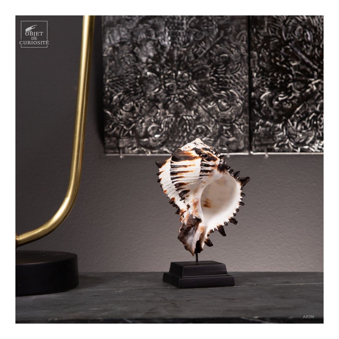 Hexaplex nigritus sur base noire Hexaplex nigritus sur base noire