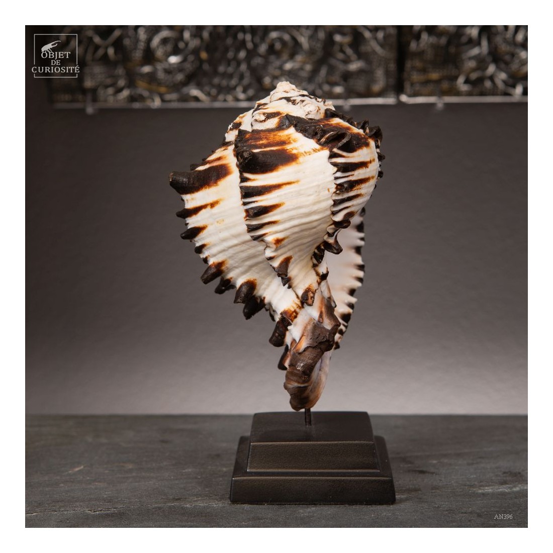 Hexaplex nigritus sur base noire Hexaplex nigritus sur base noire