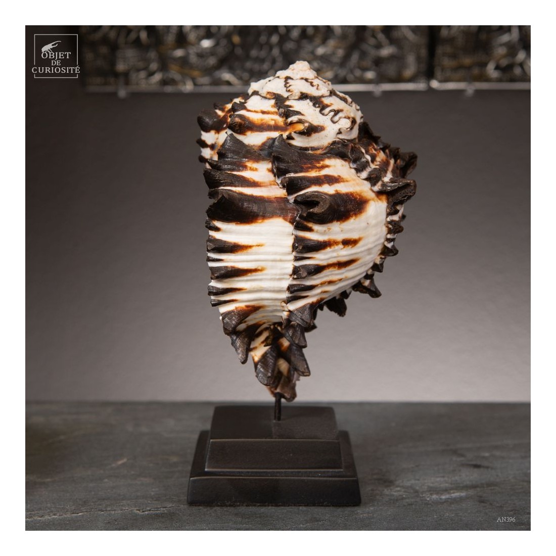 Hexaplex nigritus sur base noire Hexaplex nigritus sur base noire