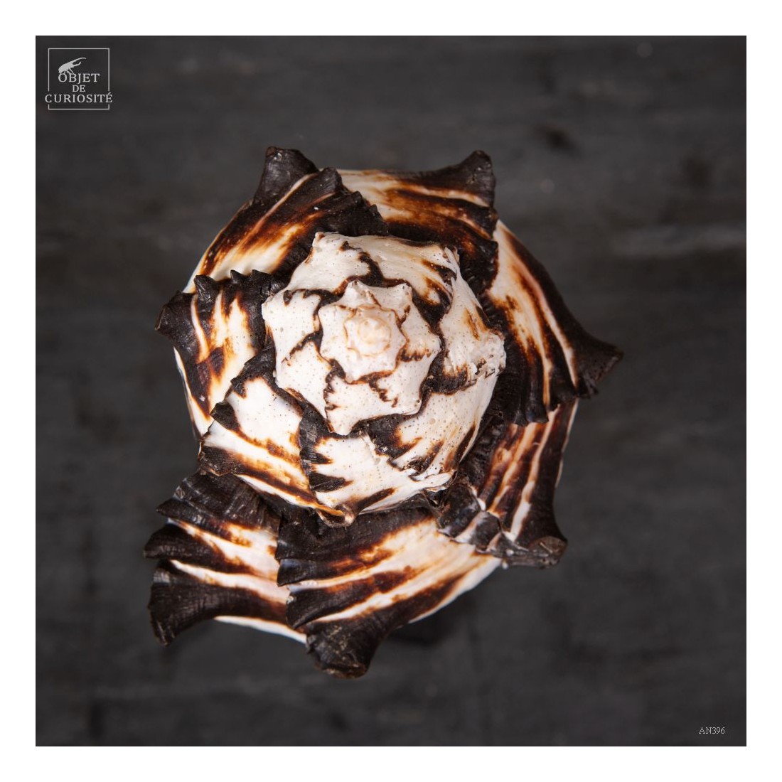 Hexaplex nigritus sur base noire Hexaplex nigritus sur base noire