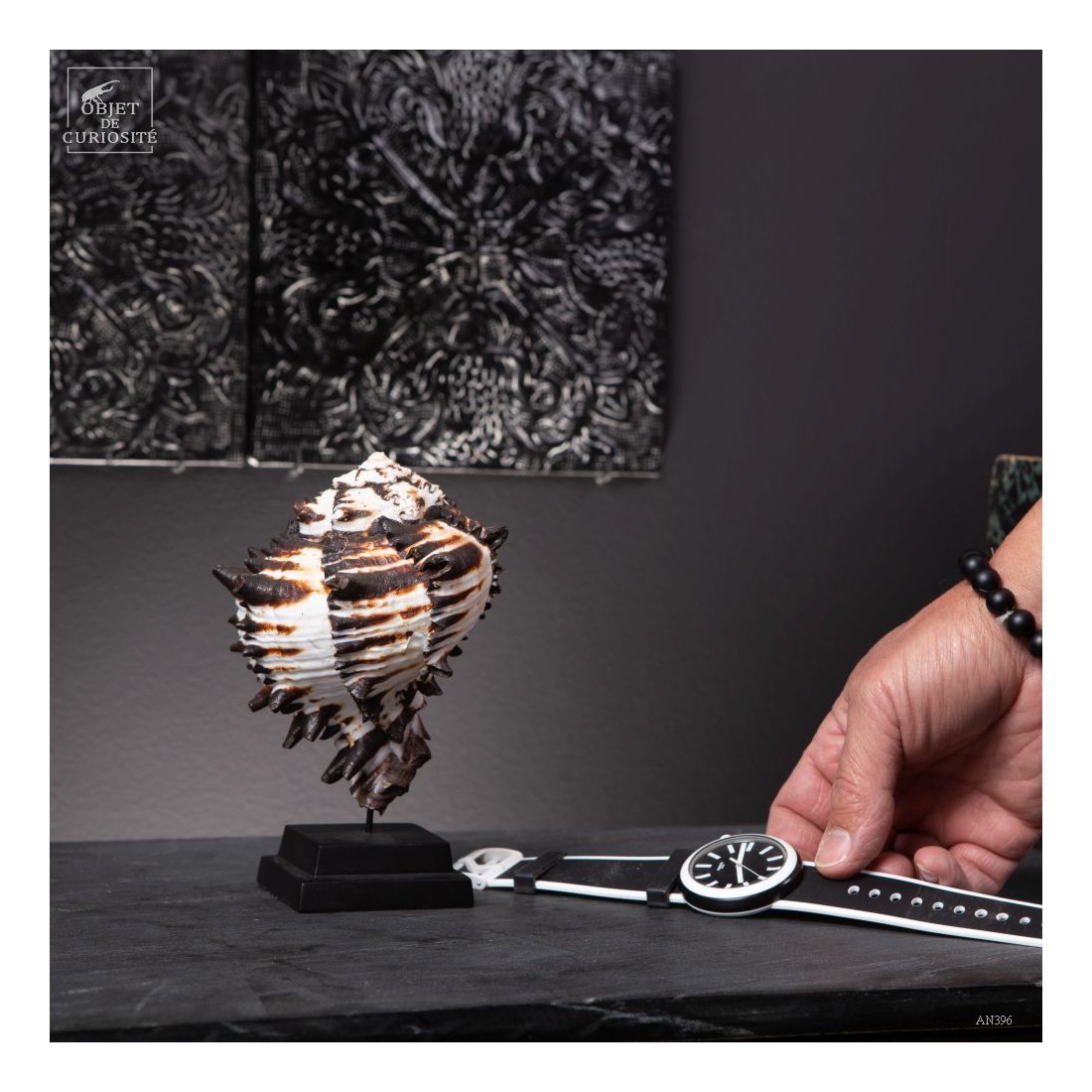 Hexaplex nigritus sur base noire Hexaplex nigritus sur base noire