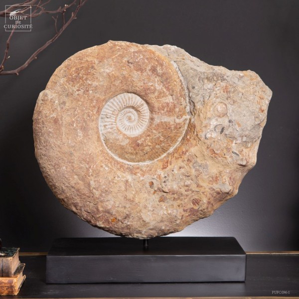 Grande ammonite du Crétacée sur socle...