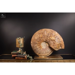 66 KG Haploceras  ammonite... 2