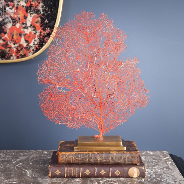 Bright red gorgonian on brass base