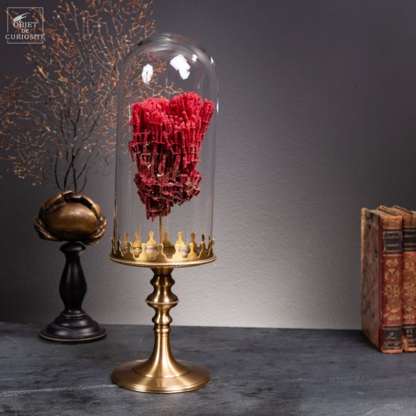 Red coral TUBIPORA MUSICA under glass...