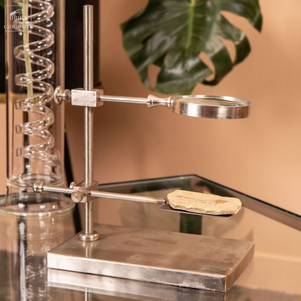 Poisson fossile sous loupe