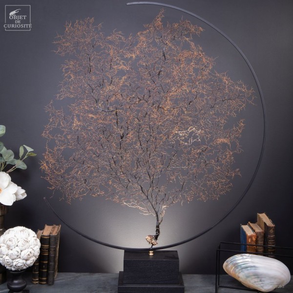 Spicky black sea fan in metal circle