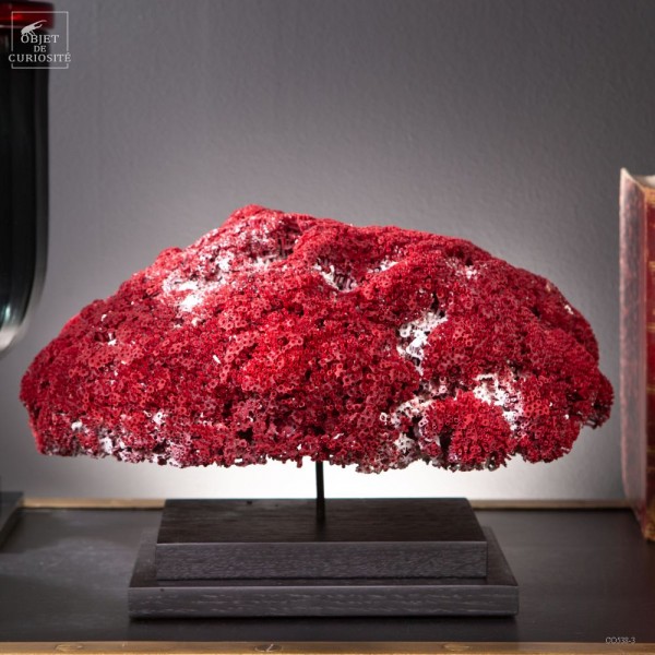 Corail rouge TUBIPORA MUSICA