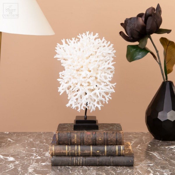 White coral SERIATOPORA HYSTRIX