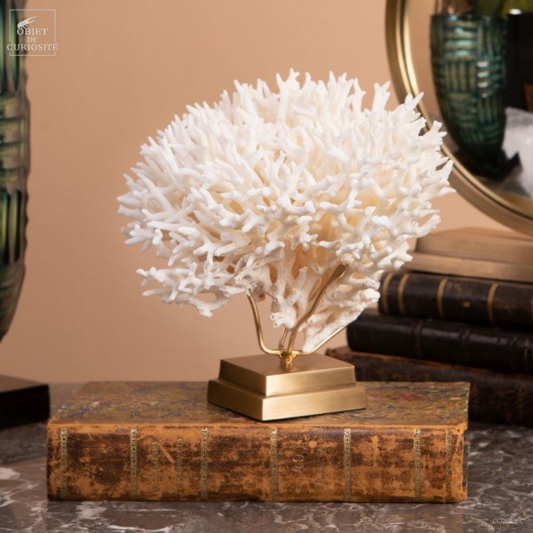 White coral SERIATOPORA HYSTRIX