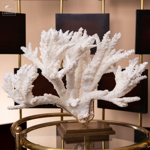 Branch coral -ACROPORA FLORIDA